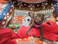 Max (small), a male Chihuahua for sale in Annapolis, MD – Photo 5 of 6