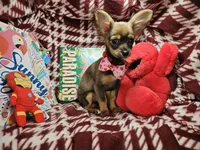 Grizzly LH (Hold), a male Chihuahua for sale in Annapolis, MD – 2 of 10