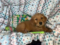 Goblin, a male Golden Retriever for sale in Annapolis, MD – 2 of 3