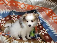 Cadenssy, a  Pomeranian for sale in Annapolis, MD – Photo 2 of 4