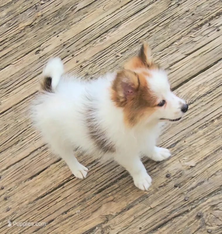 Cadenssy – Pomeranian puppy for sale in Annapolis, MD