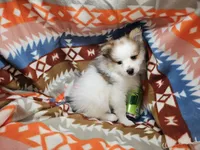 Cadenssy, a  Pomeranian for sale in Annapolis, MD – Photo 4 of 4