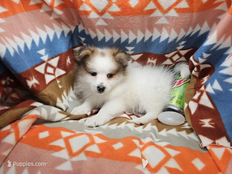 Cadenssy – Pomeranian puppy for sale in Annapolis, MD