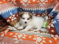 Cadenssy, a  Pomeranian for sale in Annapolis, MD – Photo 1 of 4