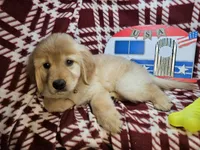 Buttercup , a female Golden Retriever for sale in Annapolis, MD – 3 of 5