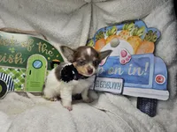 Alibaba Male LH, a male Chihuahua for sale in Annapolis, MD – 2 of 4