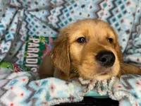 Goblin [available], a male Golden Retriever for sale in Annapolis, MD – 6 of 7