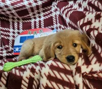 Bambi (F), a female Golden Retriever for sale in Annapolis, MD – 5 of 7