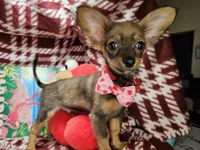 Grizzly LH (Hold), a male Chihuahua for sale in Annapolis, MD – 1 of 10