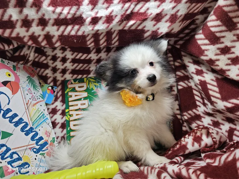 Thea (Tri) – Pomeranian puppy for sale in Annapolis, MD