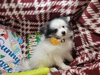 Thea (Tri), a female Pomeranian for sale in Annapolis, MD – 3 of 5
