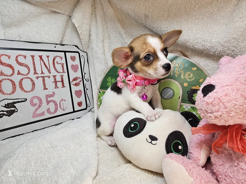 Audry  female, a female Chihuahua for sale in Annapolis, MD – 1 of 5