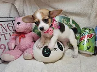 Audry  female, a female Chihuahua for sale in Annapolis, MD – 5 of 5
