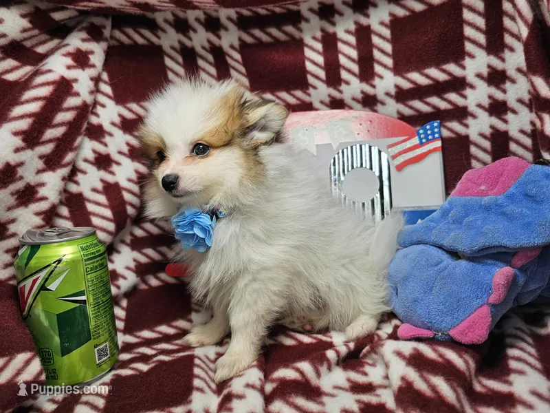 Fido  – Pomeranian puppy for sale in Annapolis, MD