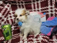 Fido , a male Pomeranian for sale in Annapolis, MD – 1 of 3