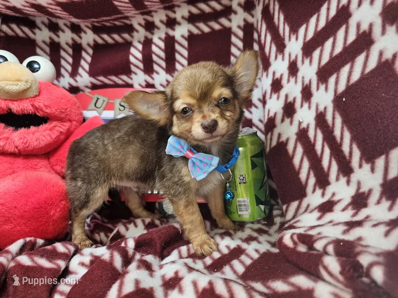 Odin (Long-hair) – Chihuahua puppy for sale in Annapolis, MD