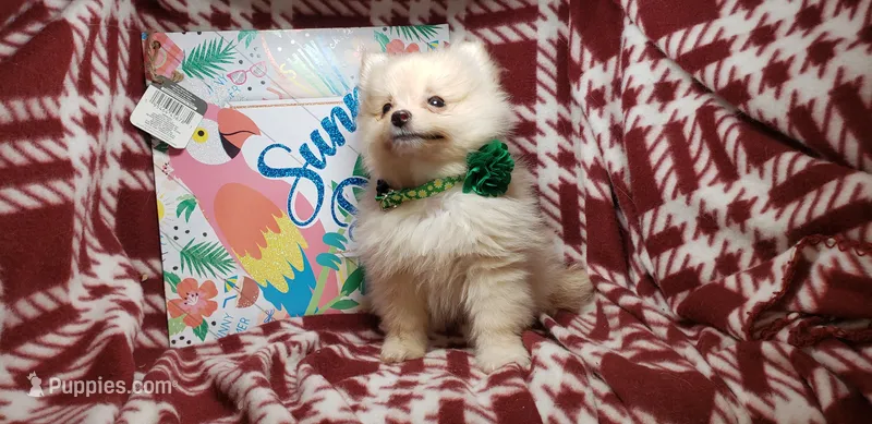 Lemonade (Male) – Pomeranian puppy for sale in Annapolis, MD