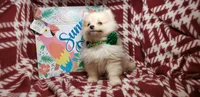 Lemonade (Male), a male Pomeranian for sale in Annapolis, MD – 6 of 6