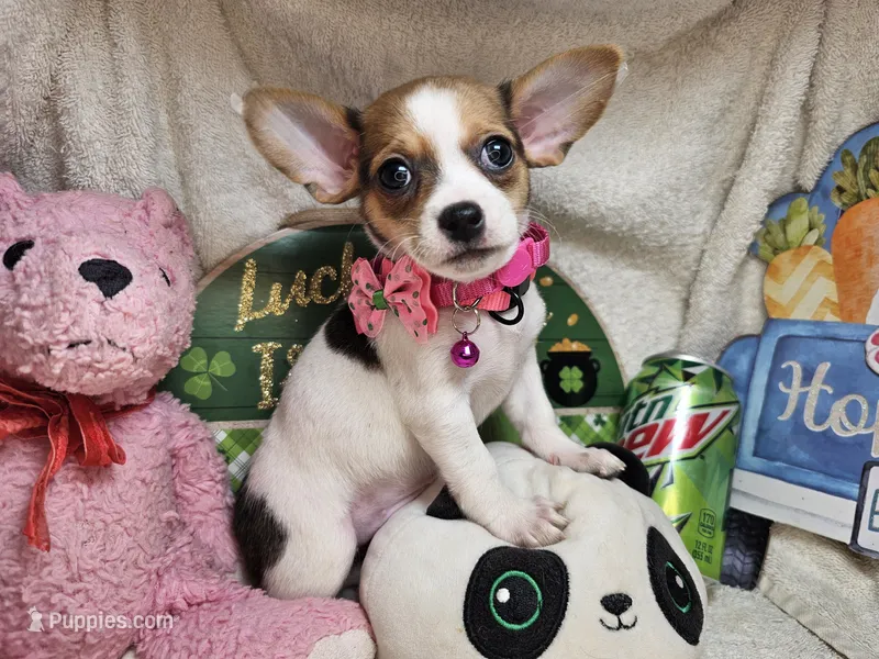 Audry  female – Chihuahua puppy for sale in Annapolis, MD