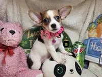 Audry  female, a female Chihuahua for sale in Annapolis, MD – 4 of 5