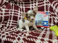 Allybaba (Blue LH), a male Chihuahua for sale in Annapolis, MD – 8 of 8