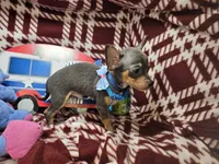 Astro (Blue Tri), a male Chihuahua for sale in Annapolis, MD – 10 of 10