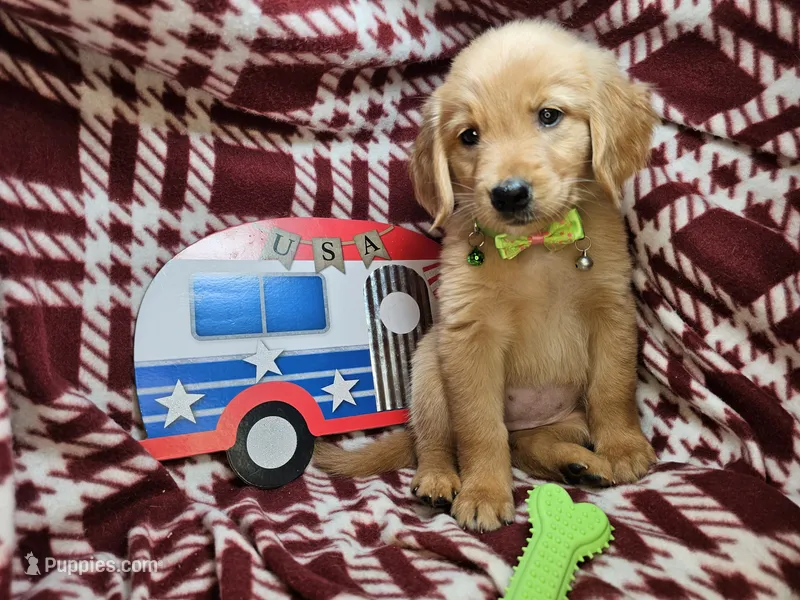 Bambi (F) – Golden Retriever puppy for sale in Annapolis, MD