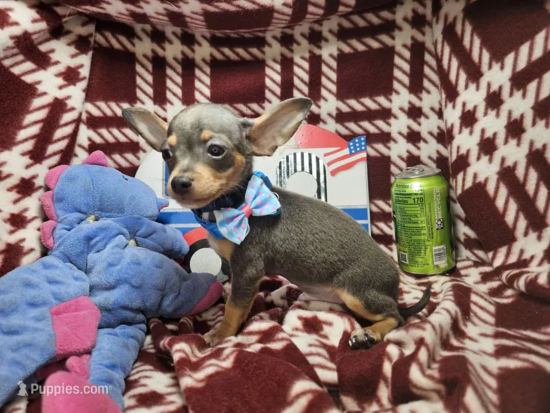 Astro (Blue Tri) – Chihuahua puppy for sale in Annapolis, MD