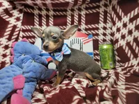 Astro (Blue Tri), a male Chihuahua for sale in Annapolis, MD – 1 of 10