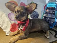 Grizzly LH , a male Chihuahua for sale in Annapolis, MD – 1 of 8