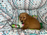 Goblin [available], a male Golden Retriever for sale in Annapolis, MD – 4 of 7