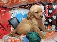 Goofy (Hold) (Red Fur), a male Golden Retriever for sale in Annapolis, MD – Photo 3 of 3