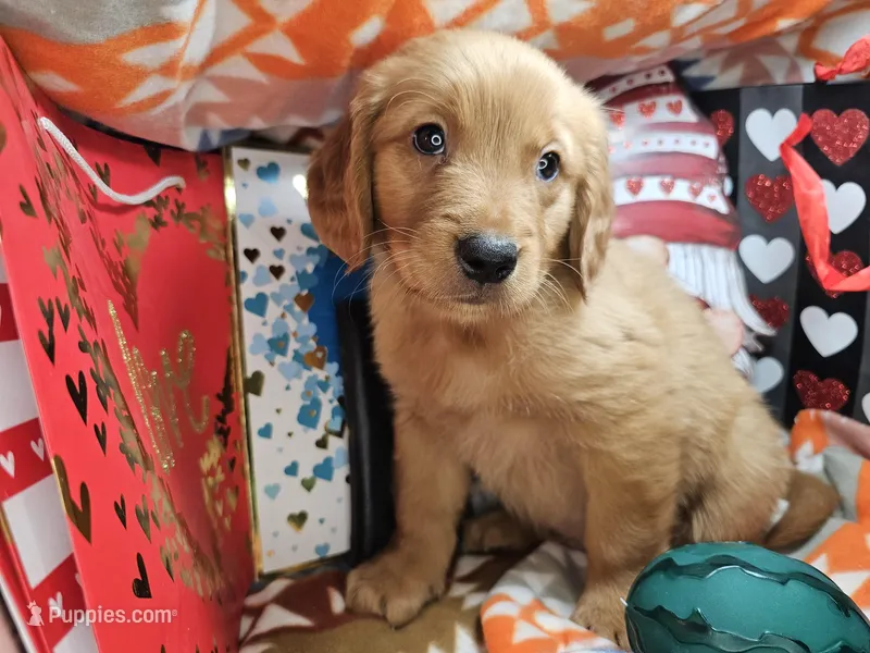 Garfield (Red Fur) – Golden Retriever puppy for sale in Annapolis, MD