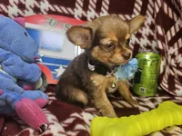 Odin (Long-hair), a male Chihuahua for sale in Annapolis, MD – 2 of 5