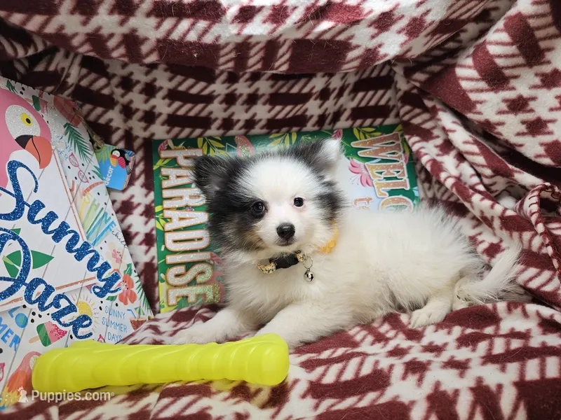 Thea (Tri) – Pomeranian puppy for sale in Annapolis, MD
