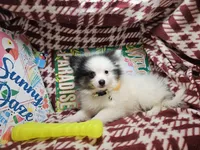 Thea (Tri), a female Pomeranian for sale in Annapolis, MD – 1 of 5