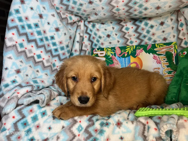 Goblin – Golden Retriever puppy for sale in Annapolis, MD