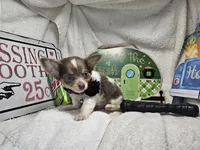 Alibaba Male LH, a male Chihuahua for sale in Annapolis, MD – 1 of 4