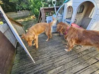 Bruno ( 1 year old), a male Golden Retriever for sale in Annapolis, MD – 2 of 7
