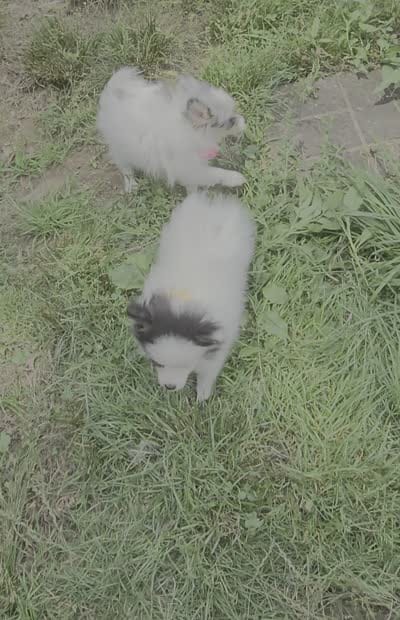 Thea (Hold) (Tri), a female Pomeranian for sale in Annapolis, MD – 6 of 7