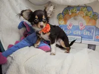 Quincy (small), a male Chihuahua for sale in Annapolis, MD – Photo 1 of 7