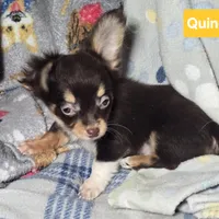 Quincy (T-cup), a male Chihuahua for sale in Annapolis, MD – Photo 1 of 3