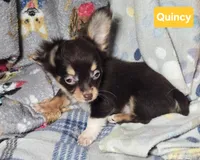Quincy (T-cup LH), a male Chihuahua for sale in Annapolis, MD – Photo 1 of 3