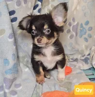 Quincy (T-cup LH), a male Chihuahua for sale in Annapolis, MD – Photo 2 of 3