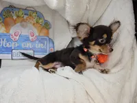 Quincy (small), a male Chihuahua for sale in Annapolis, MD – Photo 2 of 7