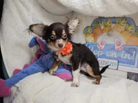 Quincy (small), a male Chihuahua for sale in Annapolis, MD – Photo 6 of 7