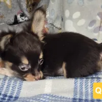 Quincy (T-cup), a male Chihuahua for sale in Annapolis, MD – Photo 3 of 3