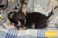 Quincy (T-cup LH), a male Chihuahua for sale in Annapolis, MD – Photo 3 of 3