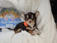 Quincy (small), a male Chihuahua for sale in Annapolis, MD – Photo 7 of 7