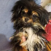 Gherkin (T-Cup) , a male Pekingese and Yorkshire Terrier for sale in Annapolis, MD – Photo 3 of 4